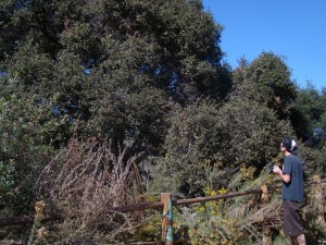 Oak Monitor Recording Crown Health In Tecolote Canyon, San Diego